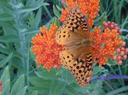 Asclepias Tuberosa Bring Back The Monarchs Asclepias Tuberosa Asclepias Milkweed Plant