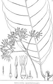 Image result for Apocynaceae subfamilies Asclepiadoideae and Secamonoideae