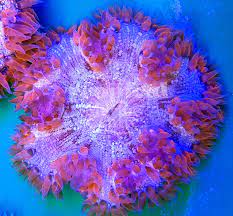 Rock Flower Anemones Tmc Tropicalmarinecentre Tmclookforthelabel Rockanemone Rockfloweranemone Rocknem Rfa Saltwater Tank Saltwater Aquarium Reef Tank