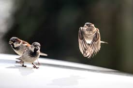 Die vögel verlassen sich auf ihre futterplätze und könnten sonst in kürzester zeit verhungern. Vogel Futtern Ja Bitte Wwf Blog