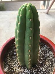 There is a cactus called, san pedro, which is a hallucinogenic, used ceremonially by shaman in peru. Does This Cactus Contain Mescaline Mescaline