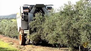 Socoopec Machine Pour La Recolte Des Olives Tractee Pellenc Cv5045 Youtube