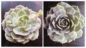 Best indoor grow lights for succulents. Only Three Weeks Under A Grow Light Succulents