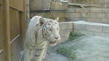 Приянка чопра, адарш гурав, раджкумар рао и др. White Tiger Wikipedia