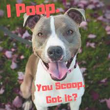 Dog Poop Meme Optimized Piscataqua Regional Estuaries Partnership See more of dog memes on facebook.