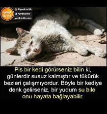 Aylin Ayyildiz Adli Kullanicinin Candostlarimiz Panosundaki Pin Kedi Hayvanlar Hayvan