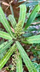Image result for Laportea mooreana