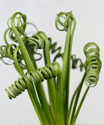 Image result for Albuca kirkii