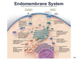 Some animal cells have these organelles that store food water, waste. Ch 6 Cell Structure Diagram Quizlet