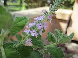 Image result for Aloysia