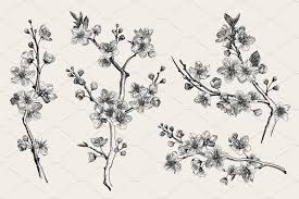 Black And White Cherry Blossom Vine Tattoo Cherry Blossom B W Cherry Blossom Branch Cherry Tree Tattoos Cherry Blossoms Illustration