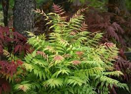 Sorbaria Sorbifolia Sem False Spirea Plants Flowering Shrubs Spirea