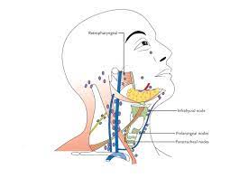 Pin By Glen Burnie High School On Human Lymphatic System Lymph Nodes Cervical Lymph Glands