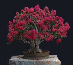 On large shrubs and trees, remove basal suckers, twiggy growth, crossing branches, and branches growing toward the center of the plant. Bonsainews Crepe Myrtle The Tree Shrub Bonsai That You Ll Love To Have Steemit