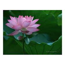 Pin On Exotic Flowers And Plants