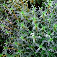 Image result for Rotala filiformis