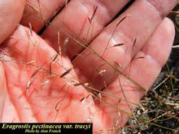 Image result for Eragrostis arenicola
