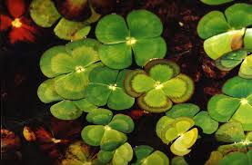Image result for Marsilea nubica