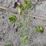 Image result for Aneilema aequinoctiale