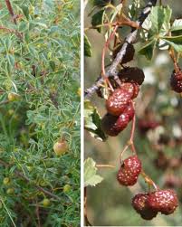 Image result for Searsia tomentosa