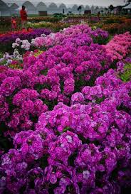 Phlox paniculata Laura