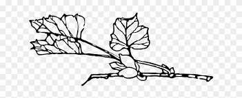 Outline Tree Flower Branch Plant Vine Bush Shrub Plant Black And White Transparent Free Transparent Png Clipart Images Download Choose from 1300+ bush graphic resources and download in the form of png, eps, ai or psd. outline tree flower branch plant