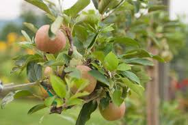 In nearly all cases, it is advisable to purchase just the same, growing seedlings from scratch is not impossible, and trees of some kind usually will sprout. Can I Grow An Apple Tree From A Seed P Allen Smith