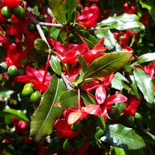 Image result for Ochna