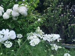 Weisse Blumen Im Garten Inspiration Zur Gartengestaltung Weisse Blumen Garten Hochbeet Bepflanzen