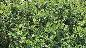 The genus vaccinium has a mostly circumpolar distribution, with species mainly present in north america, europe, and asia. Get A Look At New And Existing Florida Blueberry Varieties Growing Produce