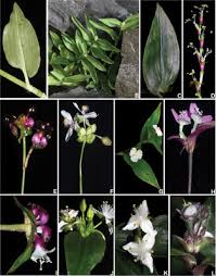 Image result for Triceratella drummondii