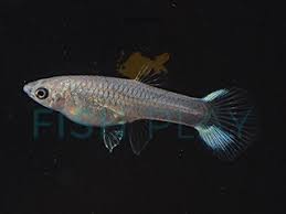 The endler's livebearer (hereafter referred to as endlers) were initially discovered by franklyn f. Sky Blue Endler Guppy Female 5pcs Fishplay