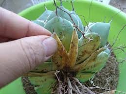 アガベの植え替えについて スーパーサボテンタイム