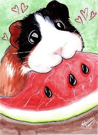 Pin On Guinea Pigs Make Great Pets