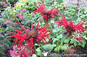 Perennial plants in zone 8 gardens must be able to tolerate a fair amount of summer heat. 21 Of The Best Red Flowers Perennials Annuals Get Busy Gardening
