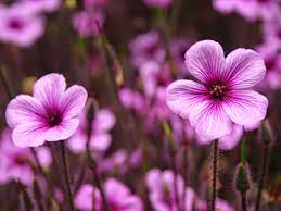 Purple World Hd Wallpaper 1080p Purple Flowers Wallpaper Arctic Flowers Flower Wallpaper