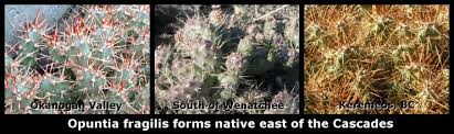 A wild cactus garden on the cliffs at south east coast of mustique, st vincent and grenadines (by dick_pountain). The Desert Northwest A Primer On Washington Native Cacti