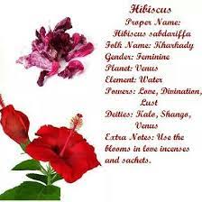 Maybe you would like to learn more about one of these? Hibiscus Magickal Herbs Magic Herbs Magical Herbs