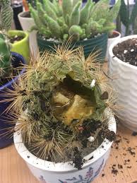 Not that they have water in there that may have worked on a movie set, but it will do you no good in real life. Graphic Photo Of The Inside Of A Barrel Cactus Any Thoughts On What Happened Cactus