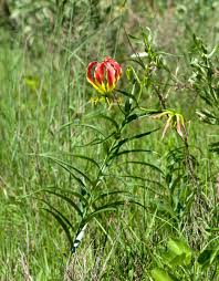 Image result for Gloriosa sessiliflora