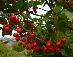 Before you go tossing your peach pits away, bear in mind that the tree may produce quality fruit and if it doesn't, you can graft branches onto your peach tree that will produce a quality fruit. Red Cherry Fruit Tree Seeds For Growing Buy Cherry Seeds Red Cherry Seeds Cherry Fruit Tree Seeds Product On Alibaba Com