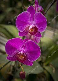 Orchid Flower Close Picture Stock Photo Sponsored Close Flower Orchid Photo Ad Orchid Flower Orchids Moth Orchid