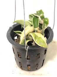 This is an unboxing of my variegated hoya carnosa compacta (hoya hindu rope) named marley (2.0). Variegated Hoya Carnosa Compacta Furniture Home Living Gardening Plants Seeds On Carousell