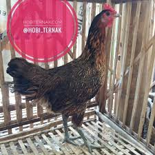 Ayam Pelung Betina Dewasa Siap Produksi Photo Animals Views