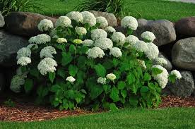 Colorful flowers and cold weather do mix! Hydrangea Shrubs Tips For Planting Care Millcreek Gardens
