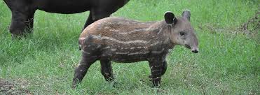 A tapir's most notable feature is its unique prehensile nose. Tapirs Maintain And Improve Forest Health Global Wildlife Conservation