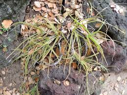 Image result for Aloe ballii