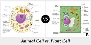 Animal Vs Plant Cell Google Search Plant Cell Cell Wall Cell Membrane