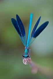 Black And Blue Dragonfly Calopteryx Beautiful Bugs Damselfly Blue Dragonfly