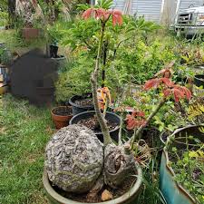 Image result for Pseudobombax